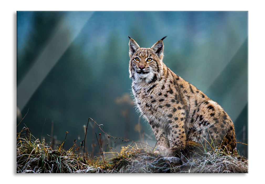 Pixxprint Europäischer Luchs auf Wiese, Glasbild