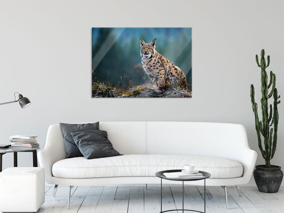 Europäischer Luchs auf Wiese, Glasbild