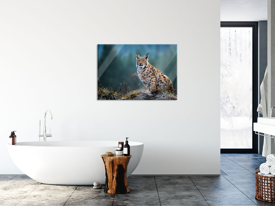 Europäischer Luchs auf Wiese, Glasbild