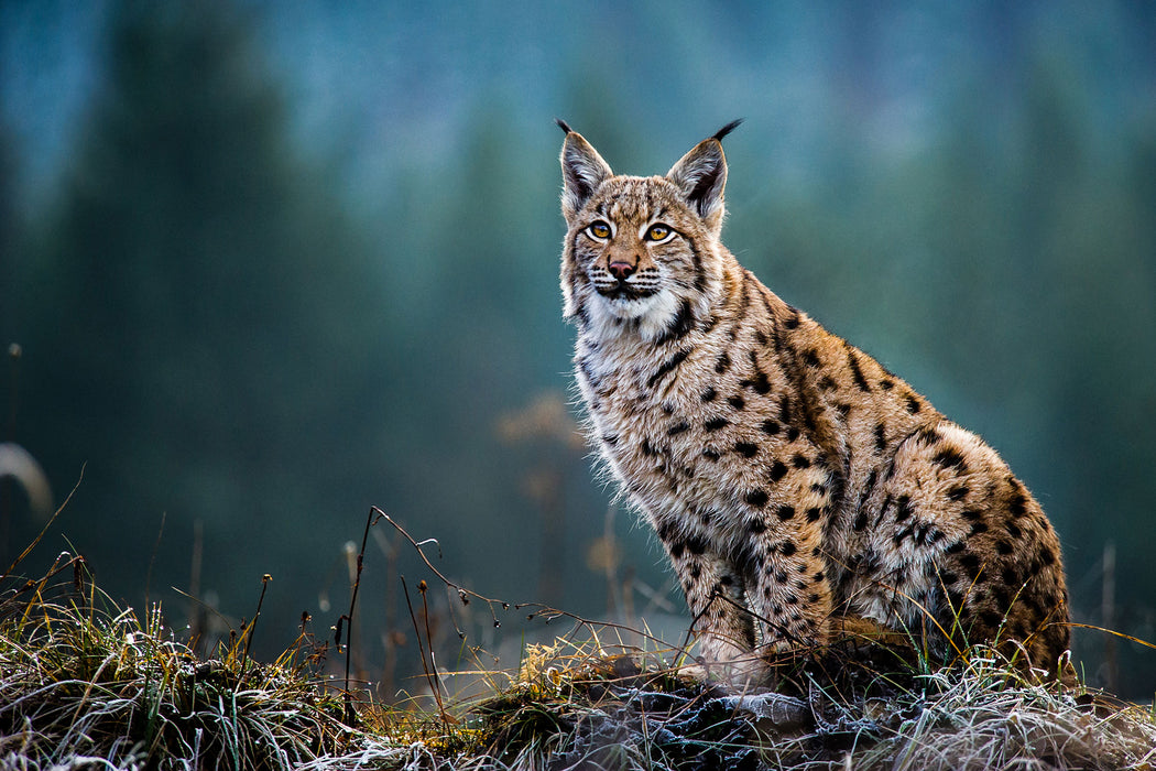 Europäischer Luchs auf Wiese, Glasbild