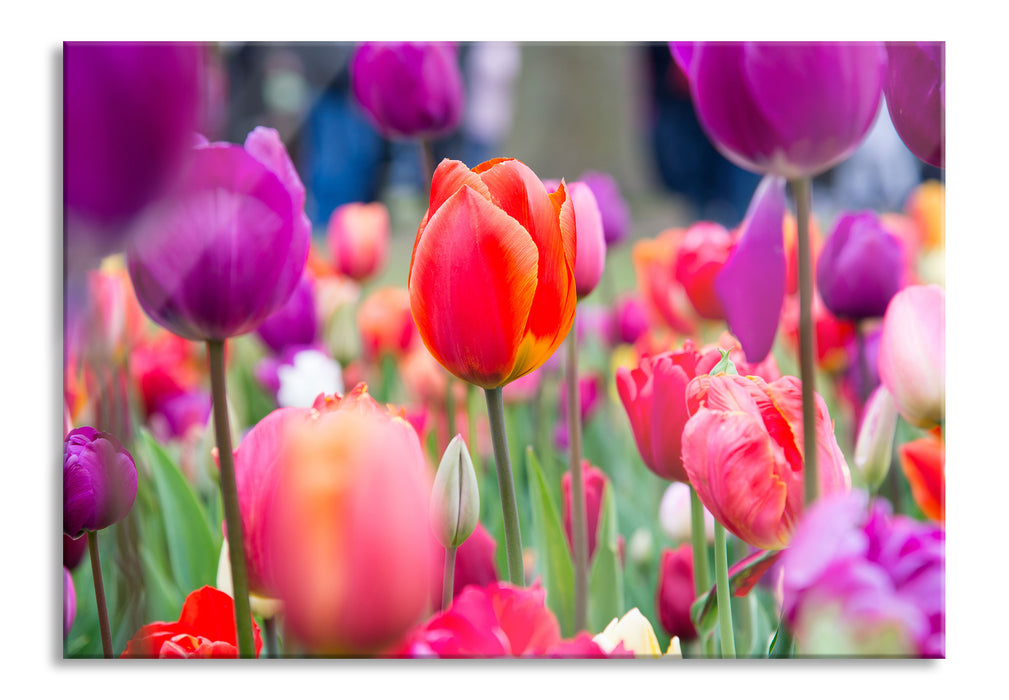 Bunte holländische Tulpen Nahaufnahme, Glasbild