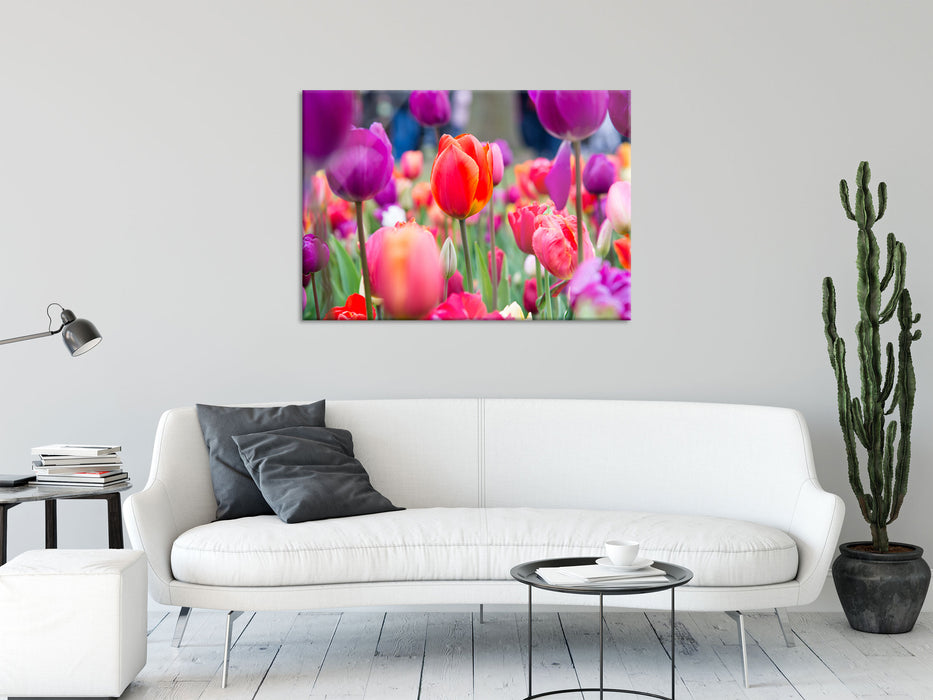 Bunte holländische Tulpen Nahaufnahme, Glasbild