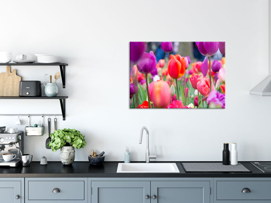 Bunte holländische Tulpen Nahaufnahme, Glasbild