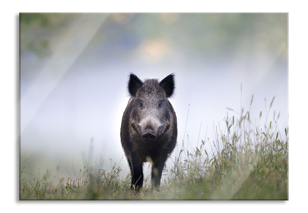 Pixxprint Wildschweinauf einer Wiese im Nebel, Glasbild