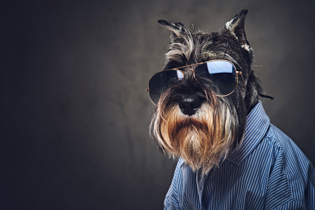 Lustiger Hund mit Hemd und Sonnenbrille, Glasbild