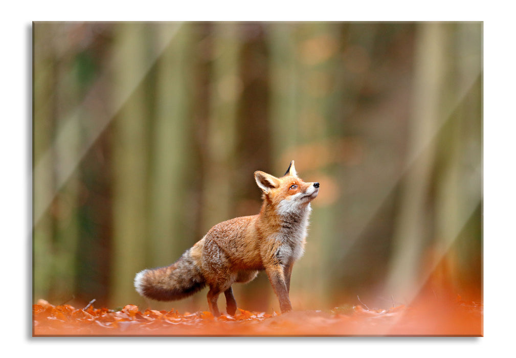 Neugieriger Fuchs im Herbstwald, Glasbild