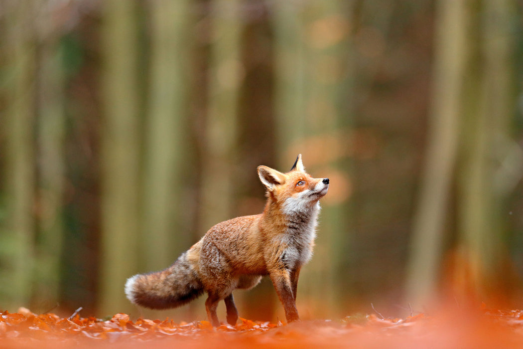 Neugieriger Fuchs im Herbstwald, Glasbild