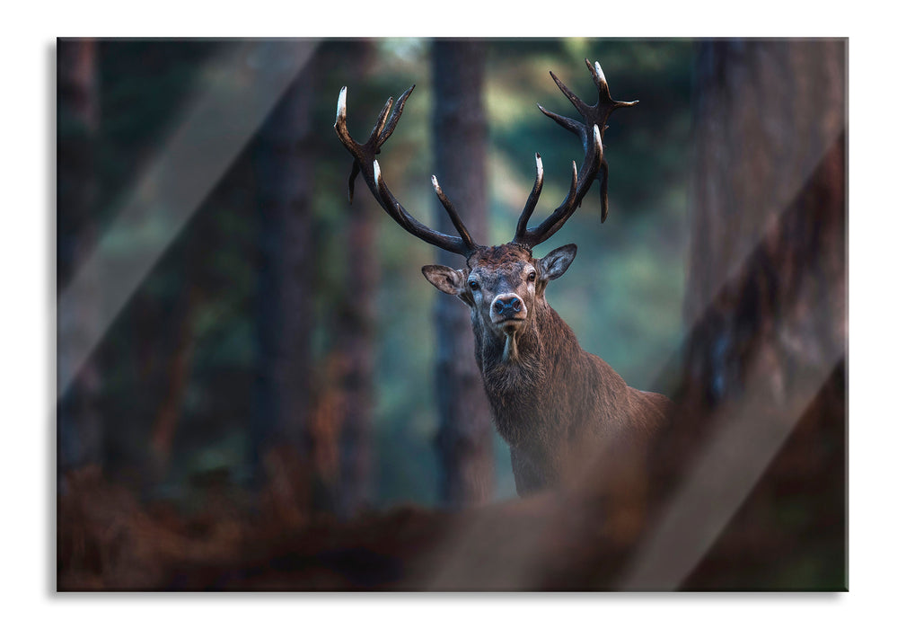 Hirsch im Wald schaut neugierig in die Kamera, Glasbild