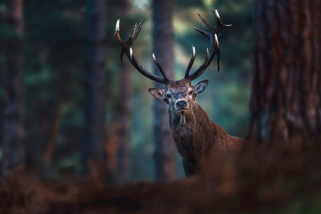 Hirsch im Wald schaut neugierig in die Kamera, Glasbild