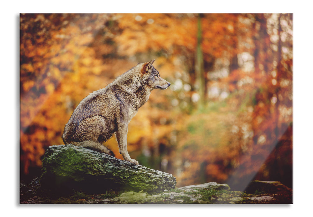 Pixxprint Wolf sitzt auf einem Stein im Herbstwald, Glasbild