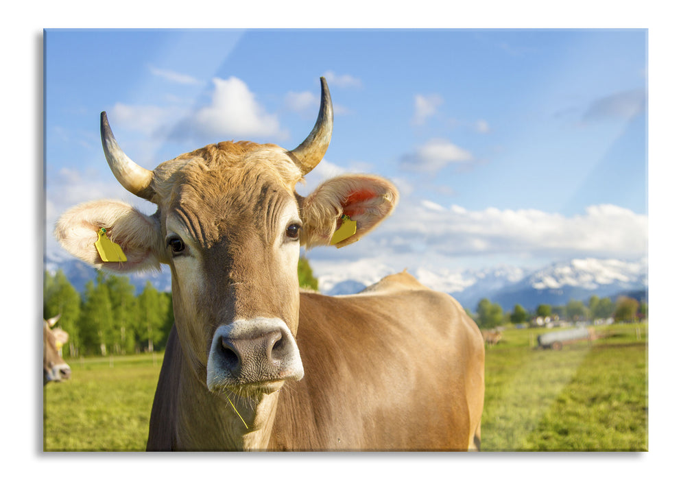 Neugierige Kuh auf Weide im Allgäu, Glasbild