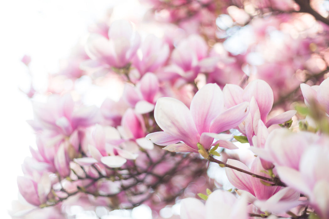 Nahaufnahme blühender Magnolienbaum, Glasbild