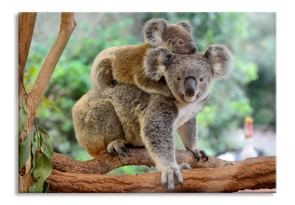 Koala Mutter mit Kind auf dem Rücken, Glasbild