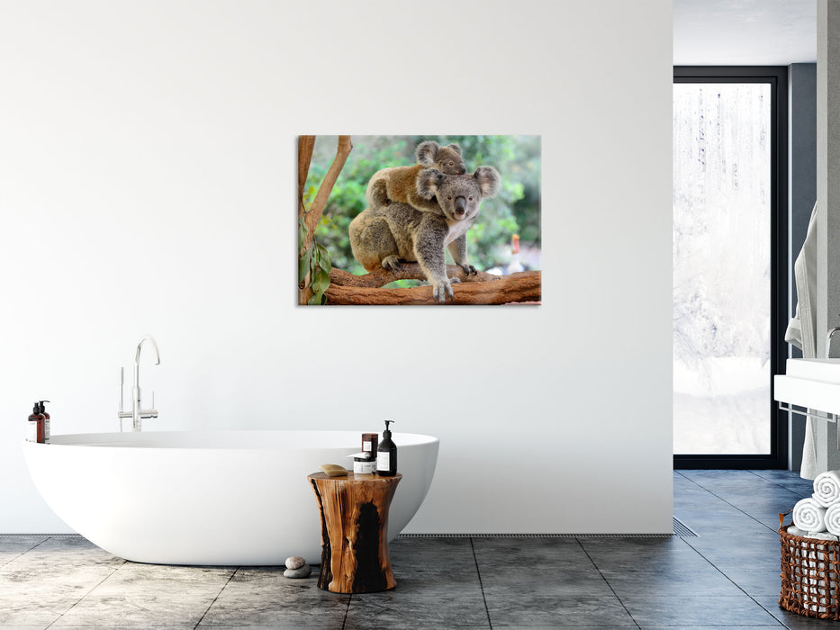 Koala Mutter mit Kind auf dem Rücken, Glasbild