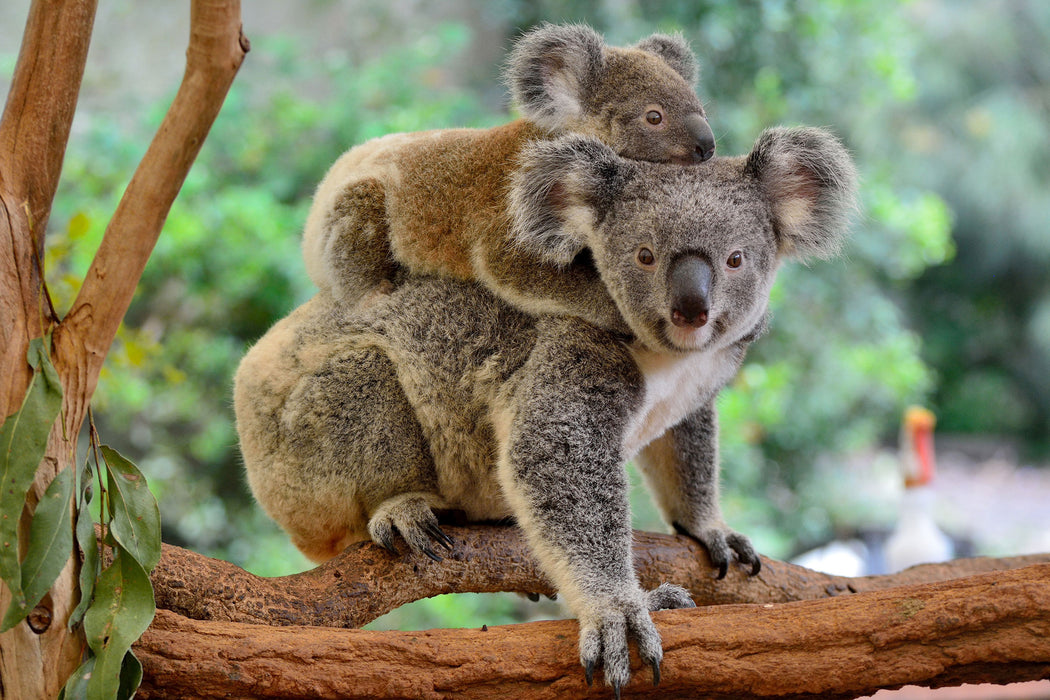 Koala Mutter mit Kind auf dem Rücken, Glasbild