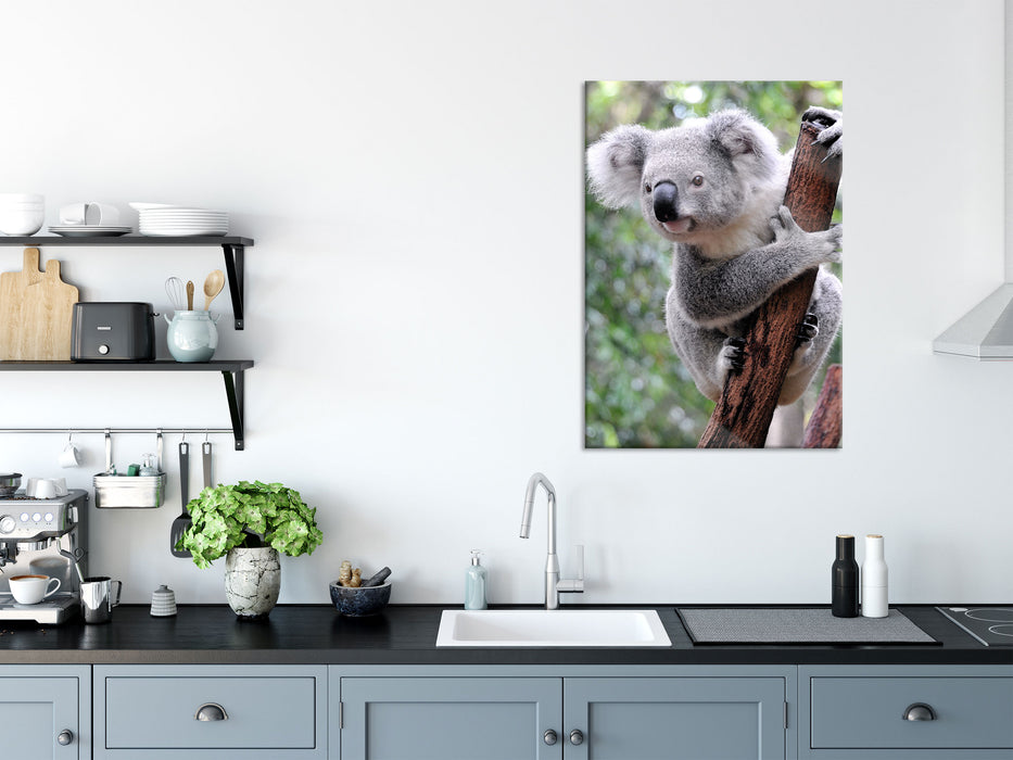 Neugieriger Koala an Baumstamm, Glasbild