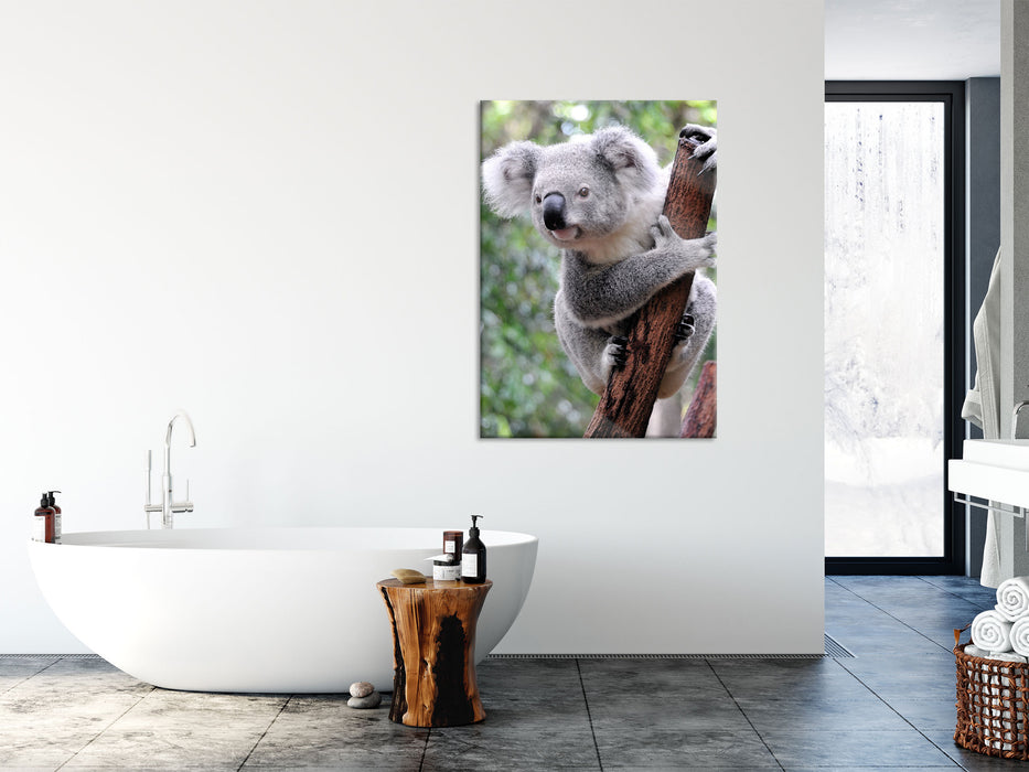 Neugieriger Koala an Baumstamm, Glasbild