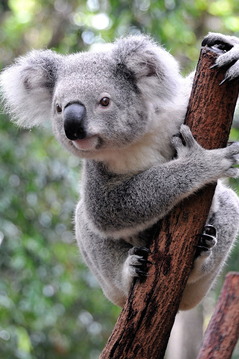 Neugieriger Koala an Baumstamm, Glasbild