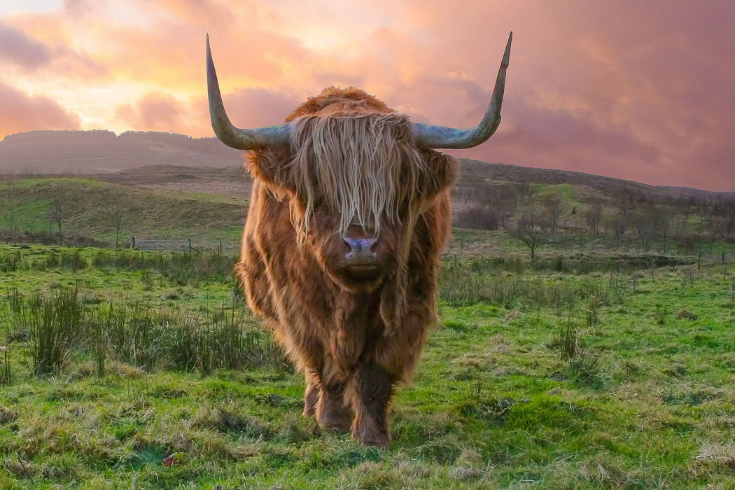 Highlandrind bei Sonnenuntergang, Glasbild