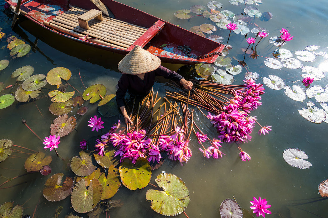 Wasserlilienernte mit Boot in Vietnam, Glasbild