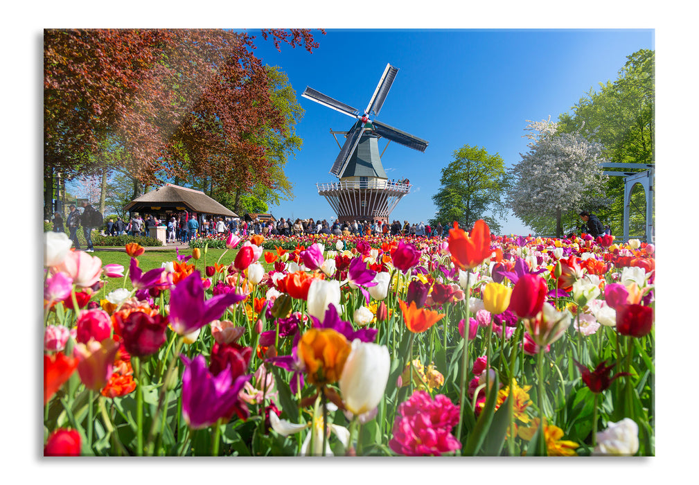 Holländisches Tulpenmeer vor Windmühle, Glasbild