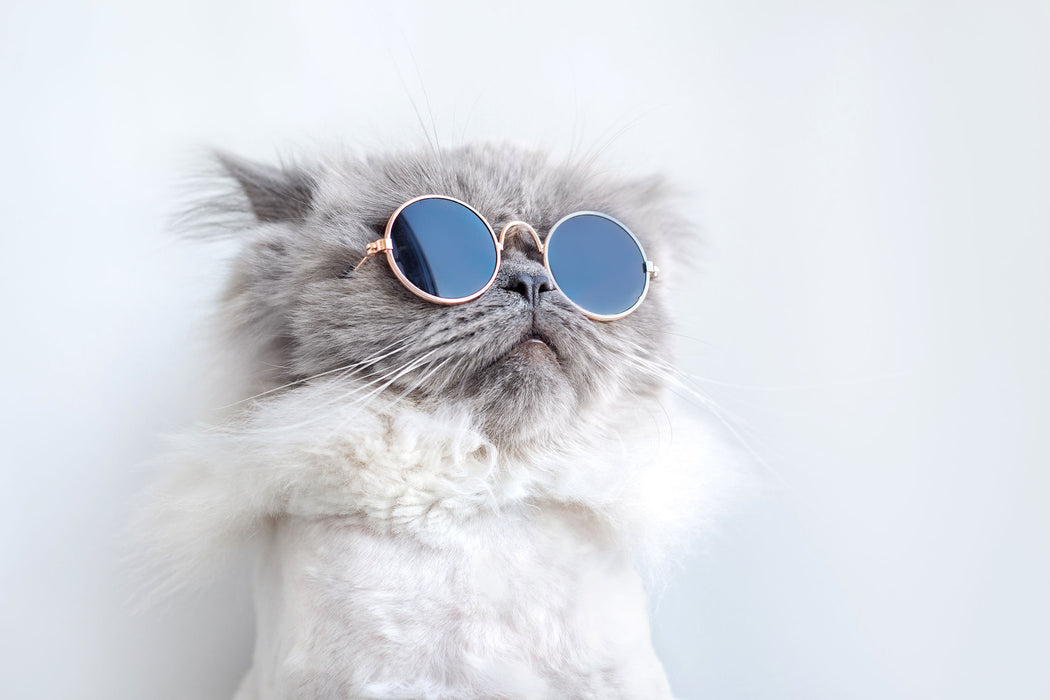 Coole Katze mit runder Sonnenbrille, Glasbild