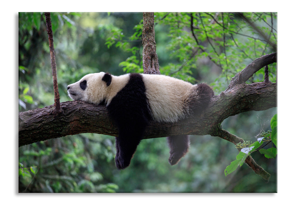 Schlafender Panda auf Baumstamm, Glasbild