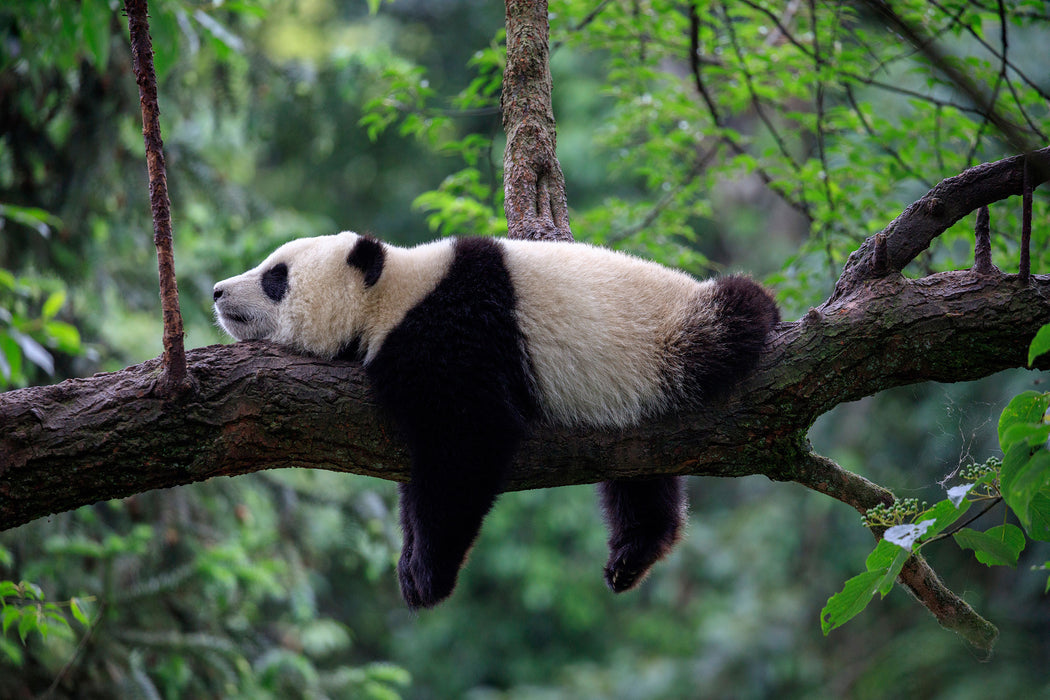 Schlafender Panda auf Baumstamm, Glasbild