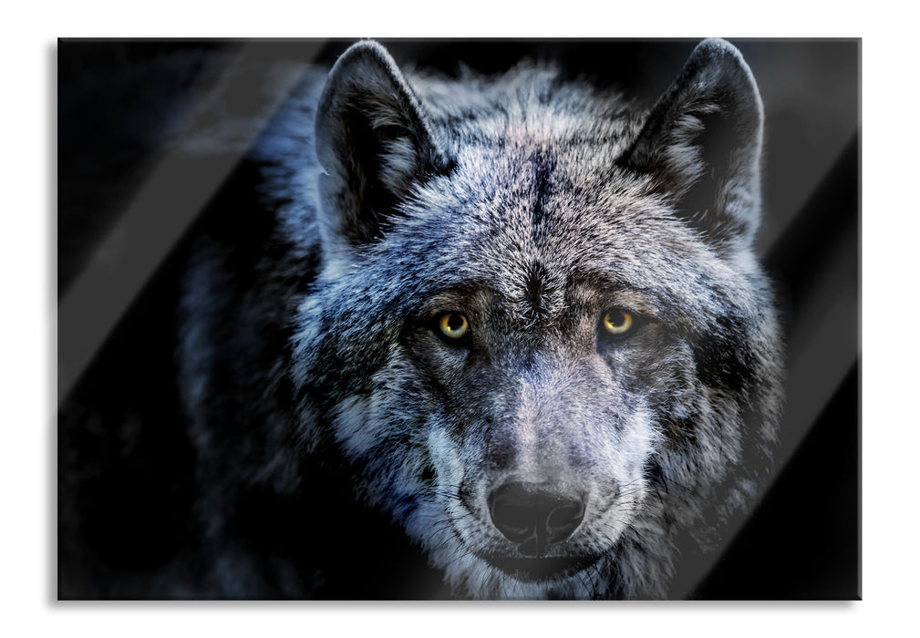 Nahaufnahme Wolf mit gelben Augen, Glasbild