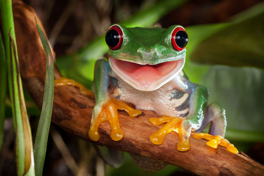 Lachender Frosch mit roten Augen auf Ast, Glasbild