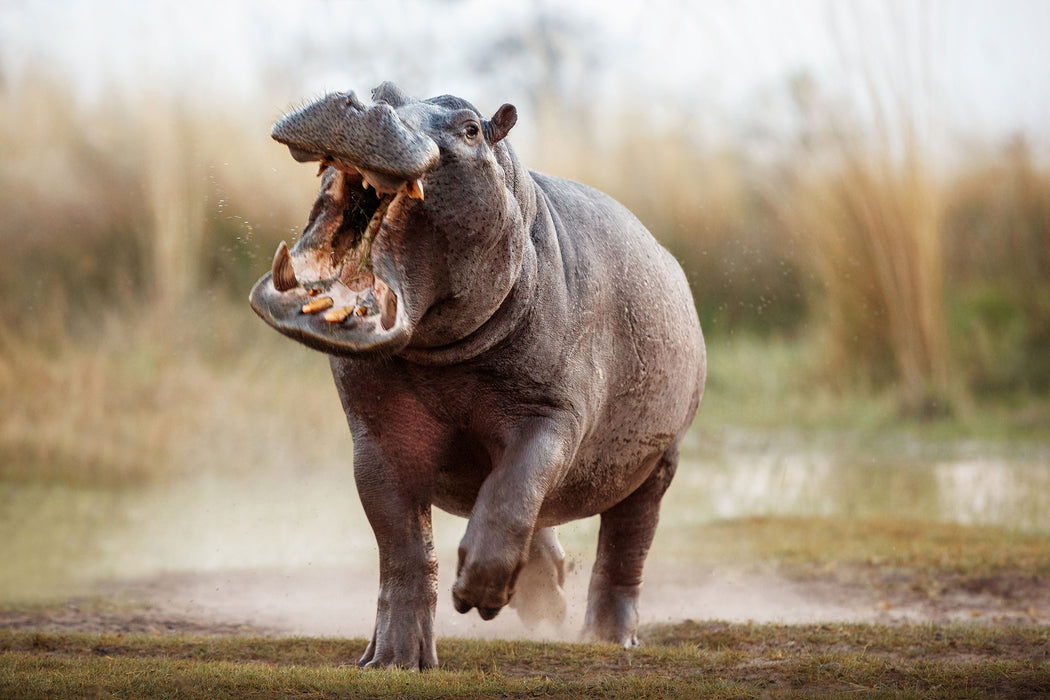 Angreifendes gefährliches Nilpferd, Glasbild