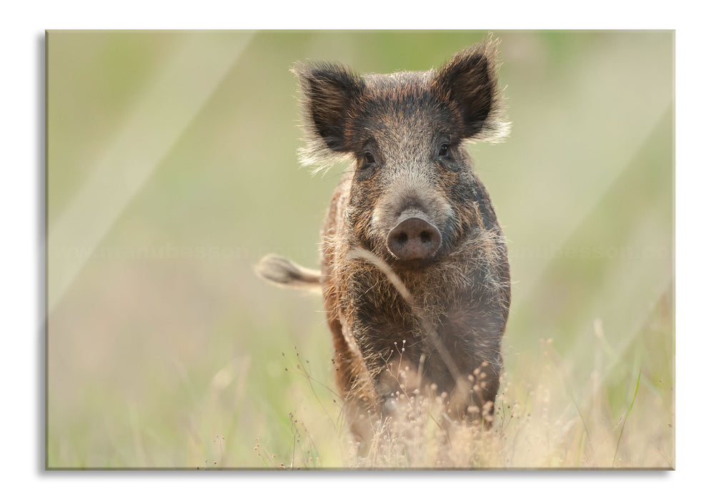 Pixxprint Neugieriges Wildschwein auf einem Feld, Glasbild