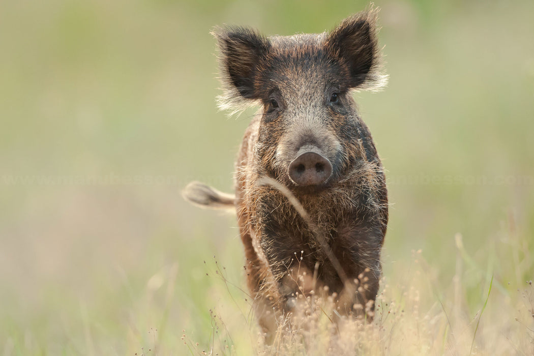 Neugieriges Wildschwein auf einem Feld, Glasbild