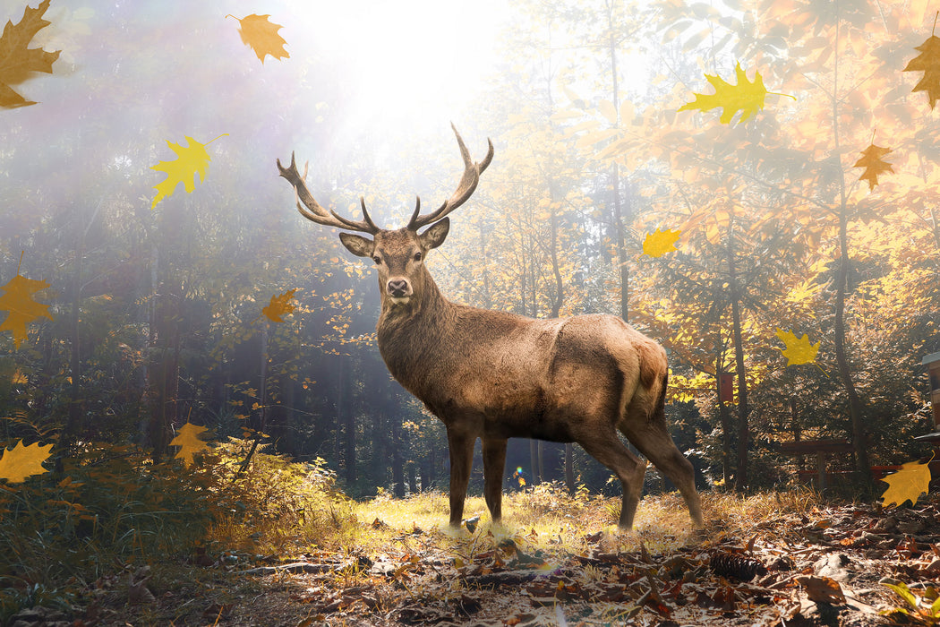 Hirsch im Wald mit fallenden Blättern, Glasbild