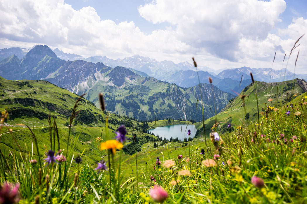 Wiesenblumen in den Bergen, Glasbild