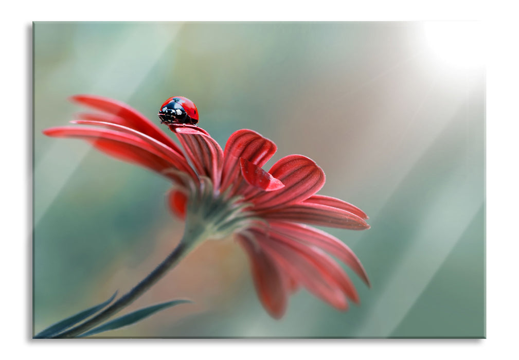 Pixxprint Merienkäfer auf roter Blüte Nahaufnahme, Glasbild