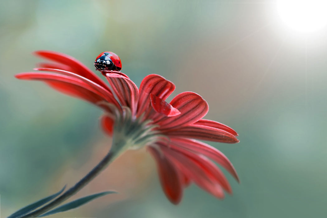 Merienkäfer auf roter Blüte Nahaufnahme, Glasbild