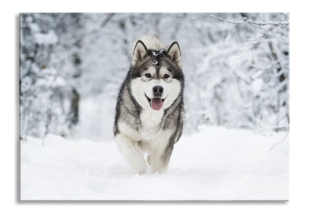 Pixxprint Sibirischer Husky im Winterwald, Glasbild