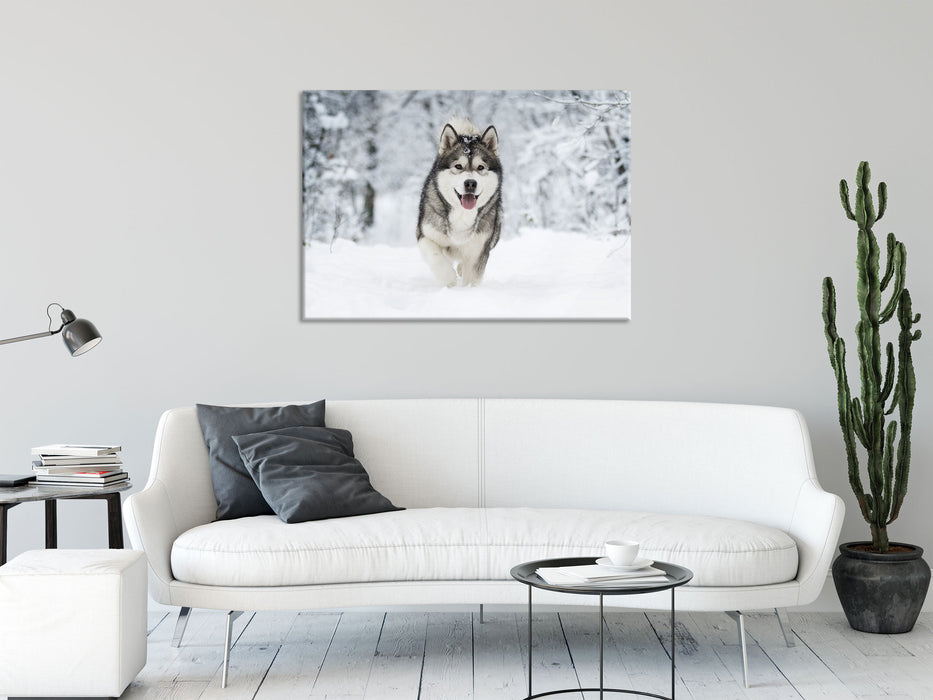 Sibirischer Husky im Winterwald, Glasbild