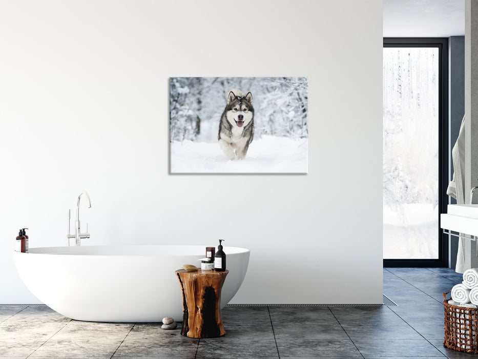 Sibirischer Husky im Winterwald, Glasbild