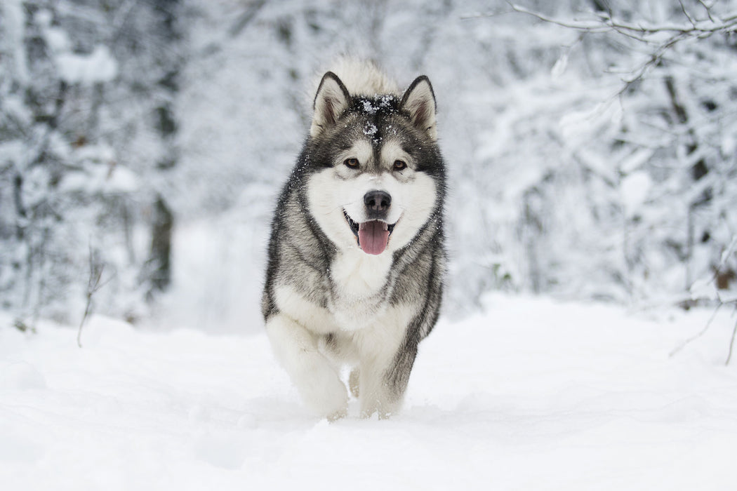 Sibirischer Husky im Winterwald, Glasbild