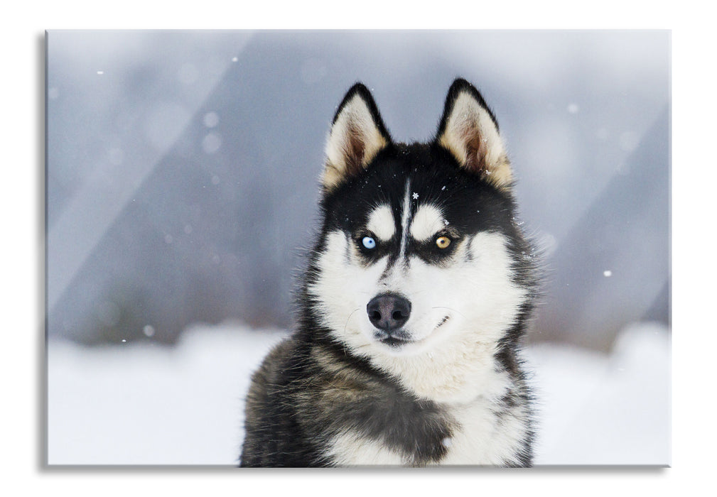 Husky mit unterschiedlichen Augenfarben, Glasbild