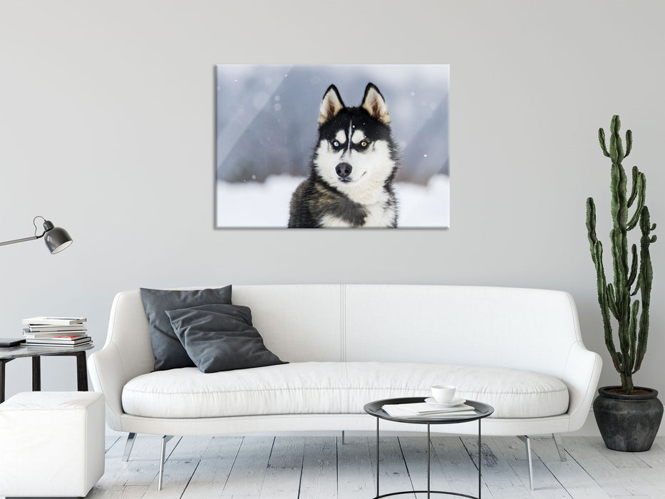 Husky mit unterschiedlichen Augenfarben, Glasbild