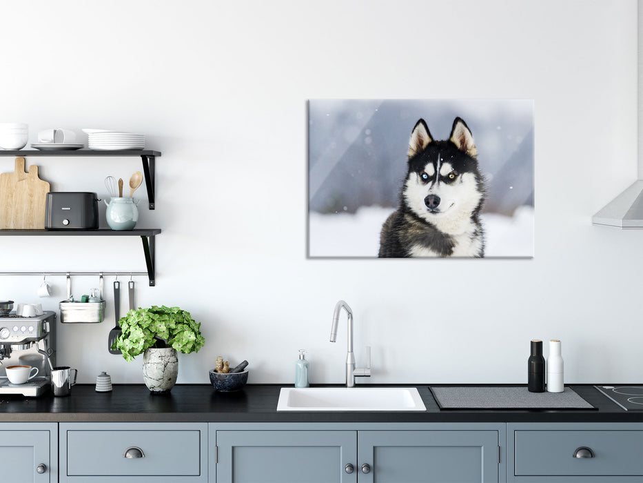 Husky mit unterschiedlichen Augenfarben, Glasbild