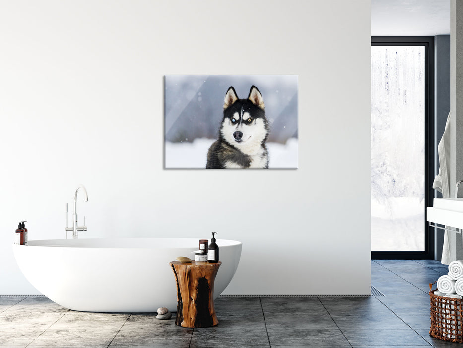 Husky mit unterschiedlichen Augenfarben, Glasbild