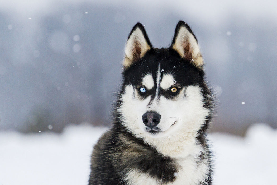 Husky mit unterschiedlichen Augenfarben, Glasbild