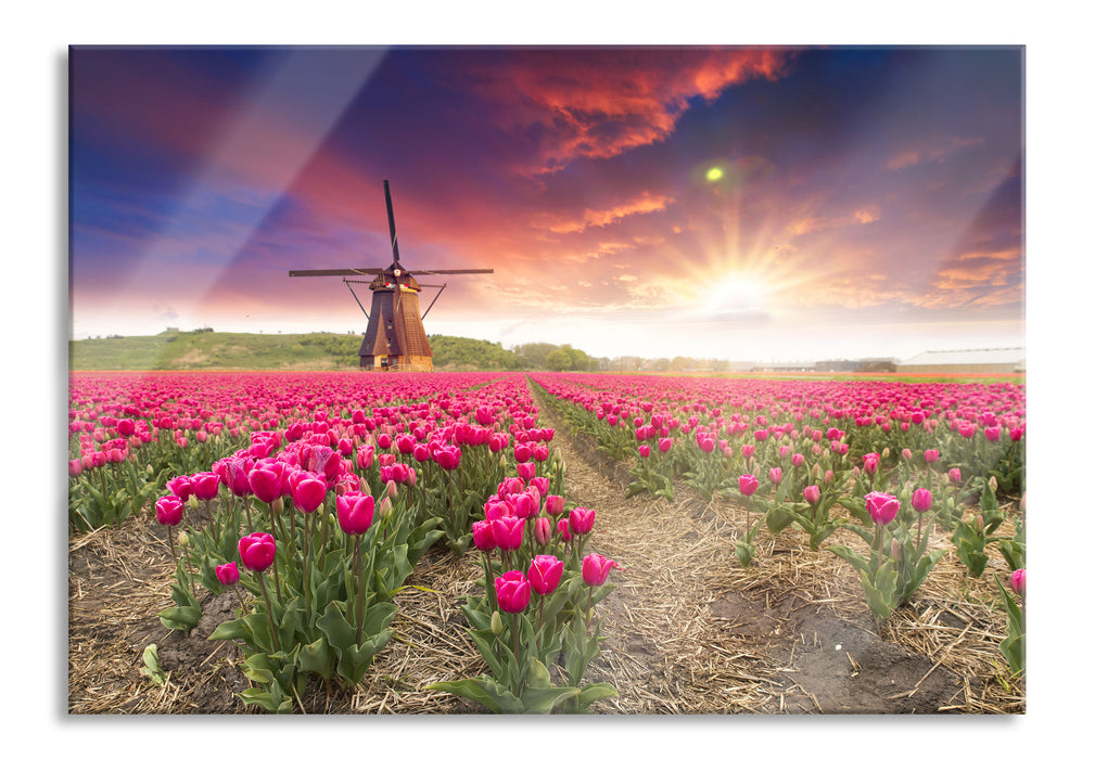 Pixxprint Tulpenfeld mit Mühle bei Sonnenuntergang, Glasbild