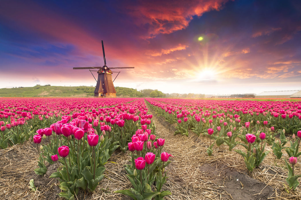 Tulpenfeld mit Mühle bei Sonnenuntergang, Glasbild