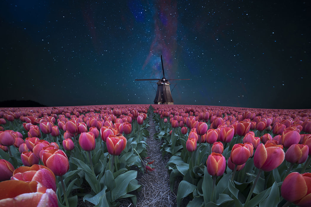 Tulpenfeld mit Windmühle bei Nacht, Glasbild