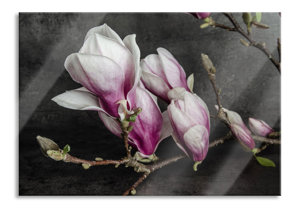 Pixxprint Aufblühende Magnolie isoliert, Glasbild